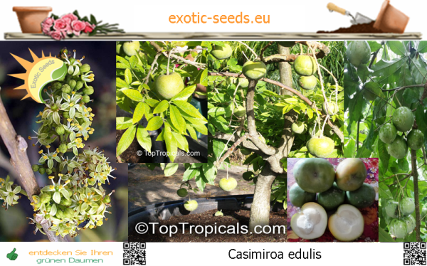 Casimiroa edulis * Weiße Sapote * nur für kurze Zeit